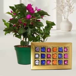 Charming Bougainvillea & Artisan Chocolate Collection 1