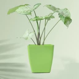 Charming Syngonium Gift in Eco-Friendly Planter 1