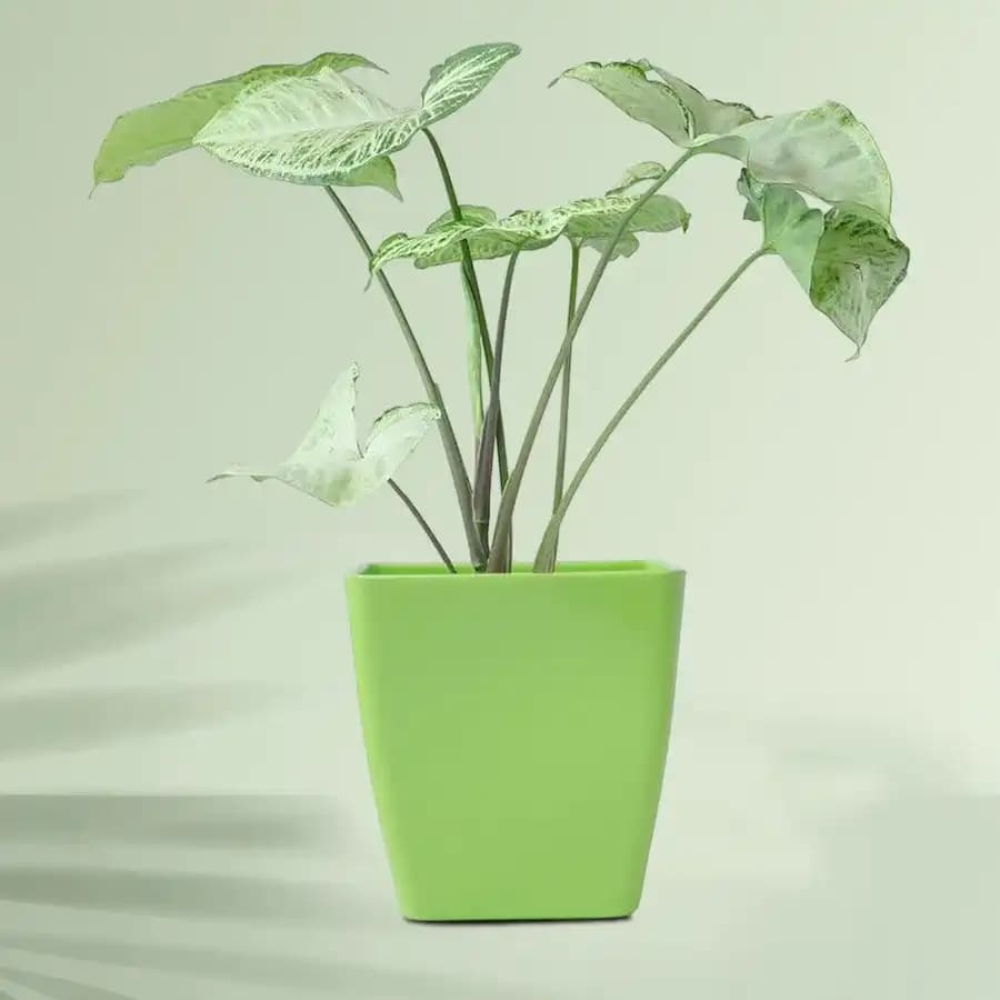 Charming Syngonium Gift in Eco-Friendly Planter