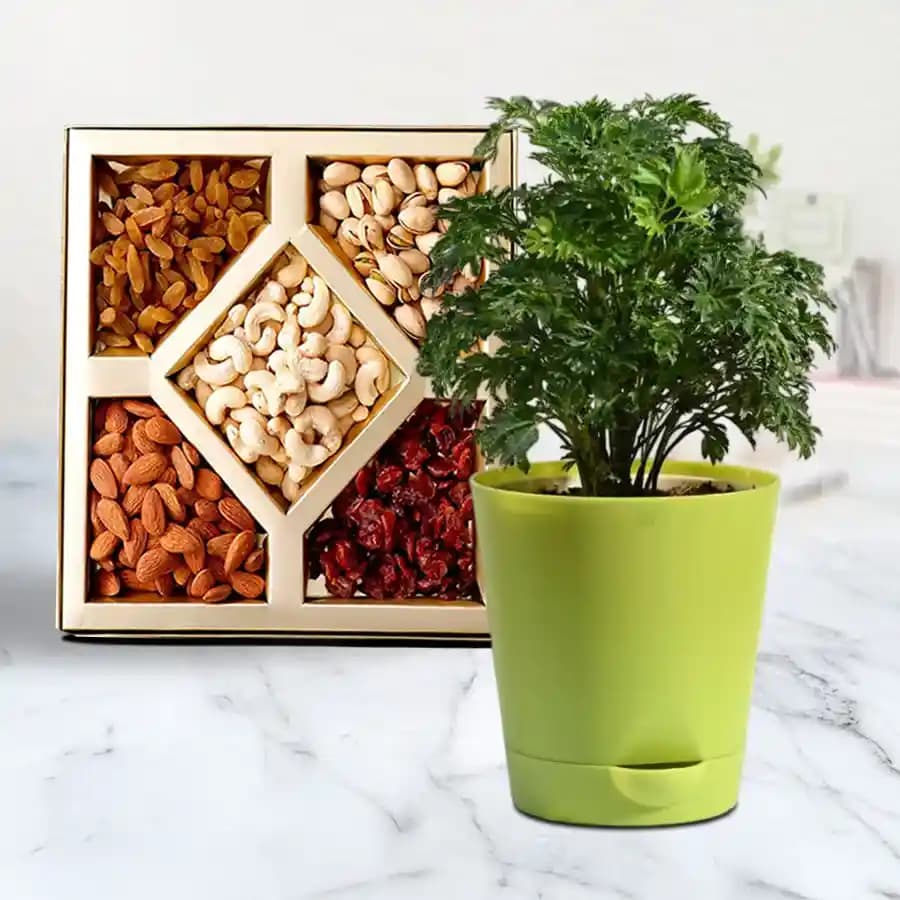 Serene Aralia Accompanied by Crunchy Dried Fruits