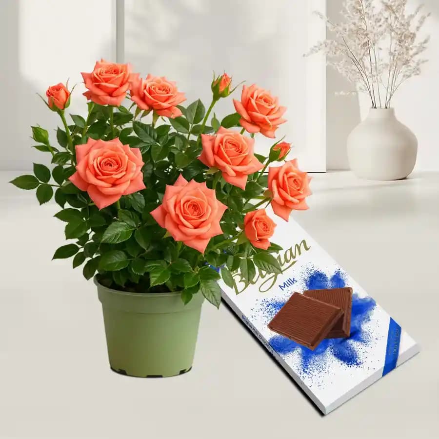 Charming Rose Gift Set with Belgian Delight