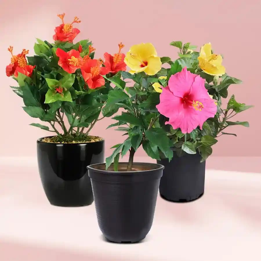 Colorful Hibiscus Collection for Garden Delight