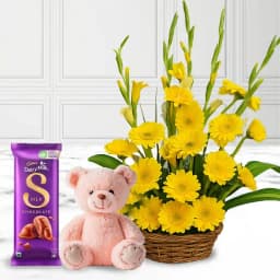 Radiant Yellow Gerberas Arrangement with Teddy N Cadbury Silk 1