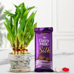 2 Tier Bamboo Plant N Cadbury Silk 1
