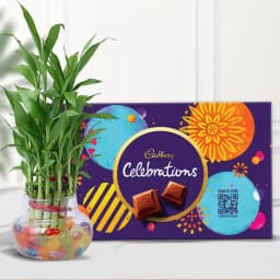 Marvelous 2 Tier Lucky Bamboo Plant N Cadbury Celebrations 1
