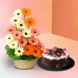 Colorful Gerberas Bouquet with Black Forest Cake 1