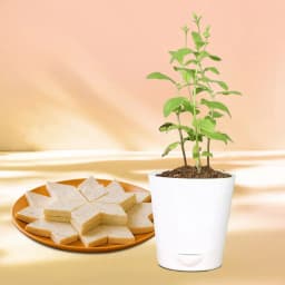 Delightful Kaju Katli & Sacred Tulsi Duo 1