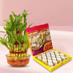 Exquisite Badam Katli & Lucky Bamboo Gift Set 1