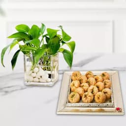 Traditional Balushahi & Prosperity Plant 1