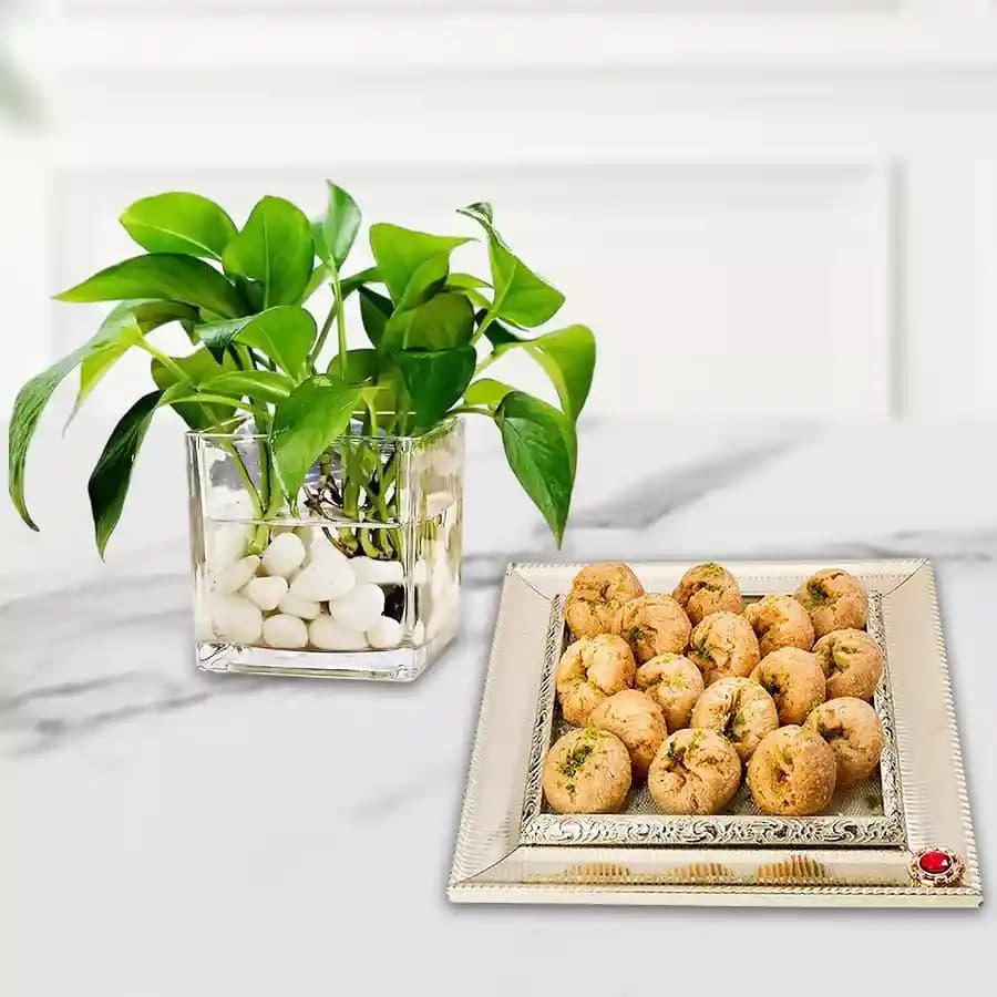 Traditional Balushahi & Prosperity Plant