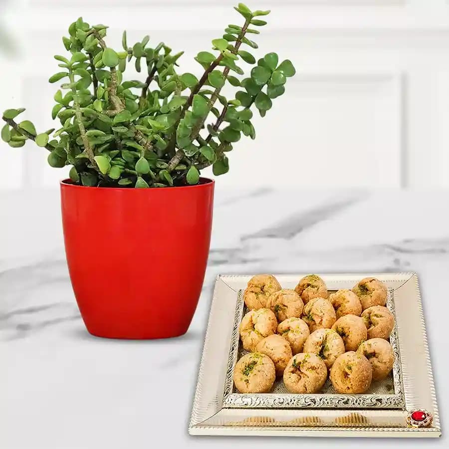 Lavish Balushahi & Lucky Jade Plant Set