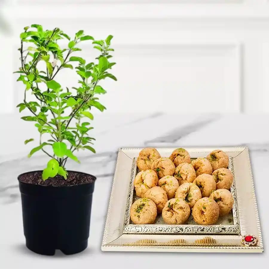 Sweet Serenity with a Tulsi Touch