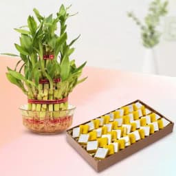 Bikanervalas Kesar Cashew Delight with Lucky Bamboo 1