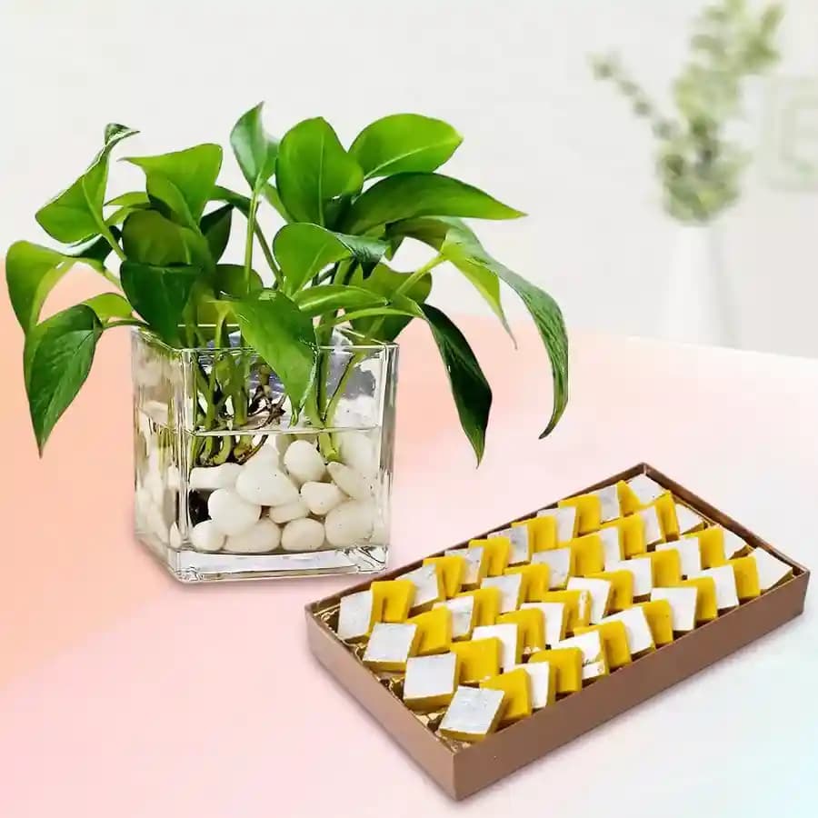 Delightful Kaju Kesar Sweets with Prosperity Plant