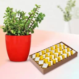 Kaju Kesar Bliss with Potted Jade 1