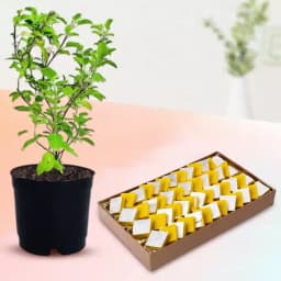 Ahmedabadi Kaju Kesar Festivity Set 1