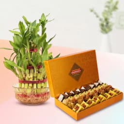 Golden Star Mix Mithai from Bikanerwala with 3 Tier Lucky Bamboo Plant 1