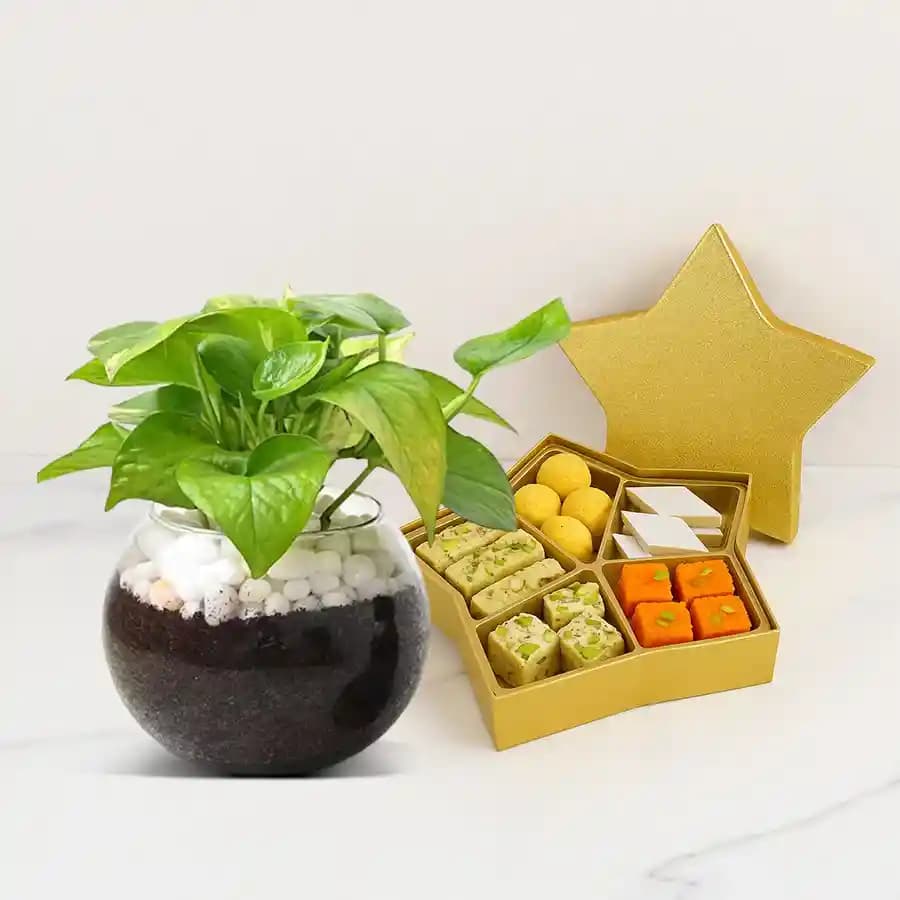 Golden Star Mix Mithai from Bikanerwala with a Money Plant in Glass Pot