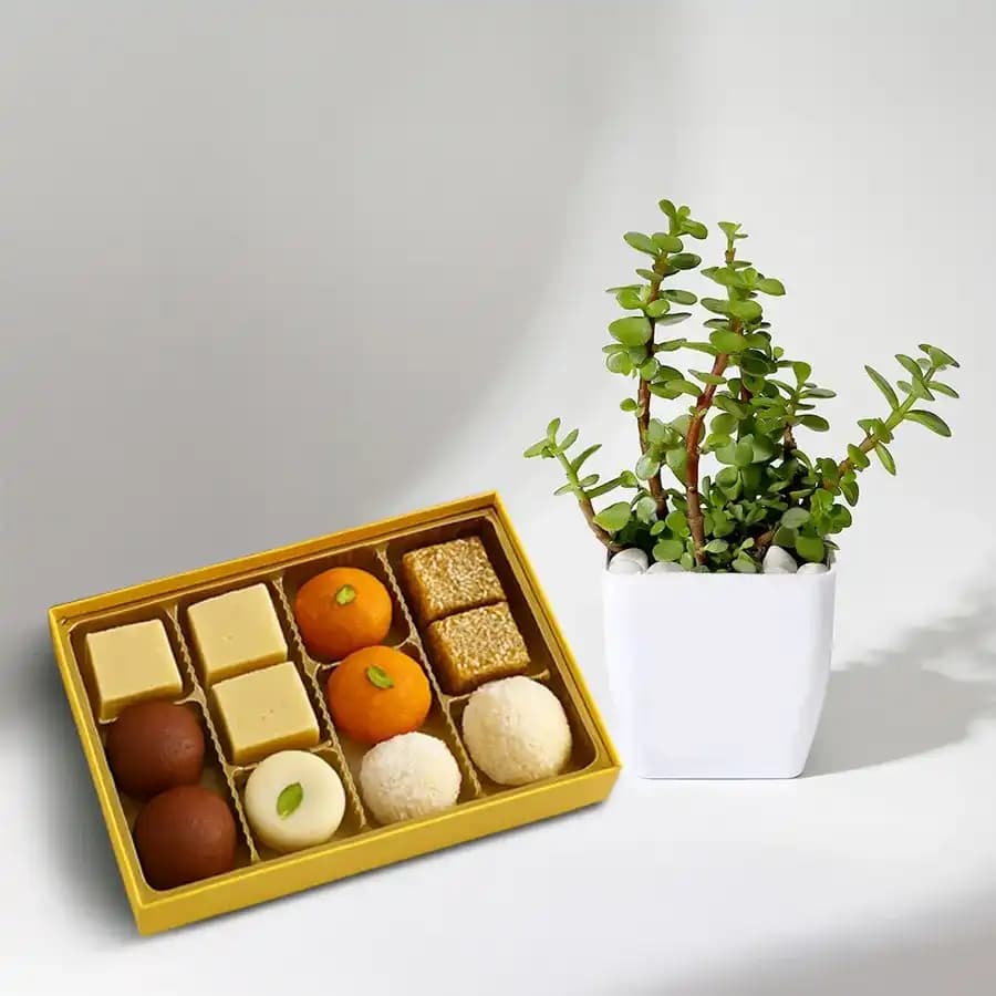 Golden Star Mix Mithai from Bikanerwala with Jade Plant