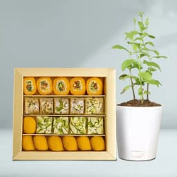 Golden Star Mix Mithai from Bikanerwala with a Tulsi Plant 1