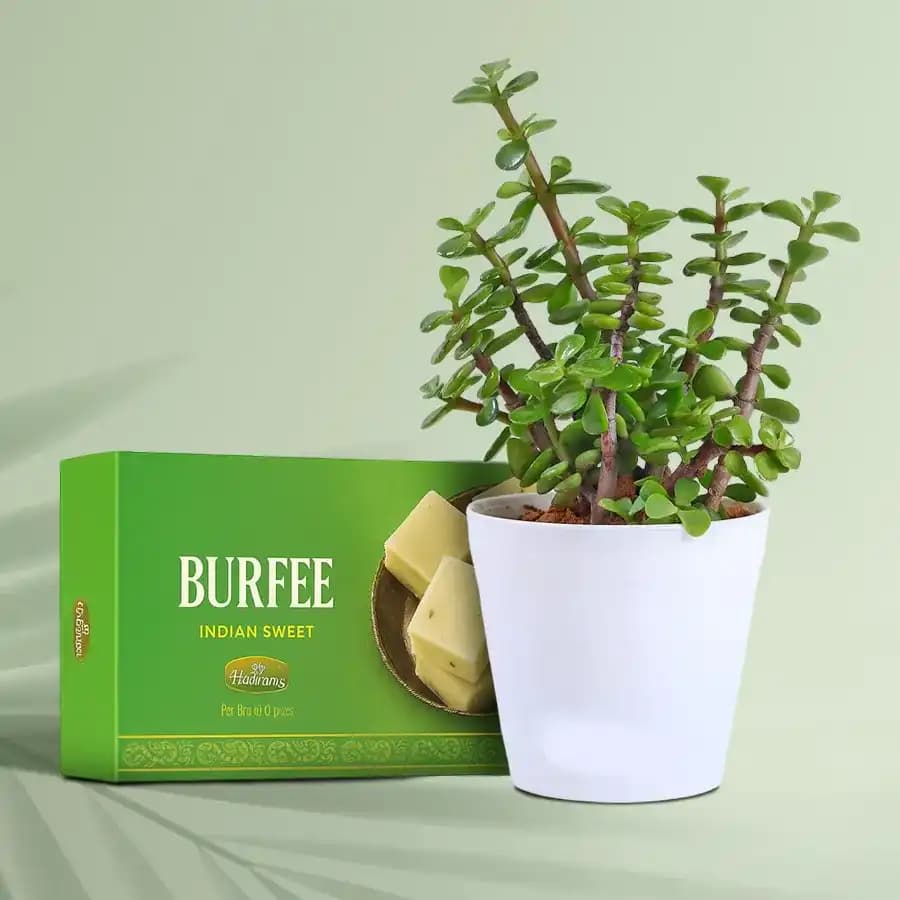 Malai Barfi with a Jade Plant in Plastic Pot