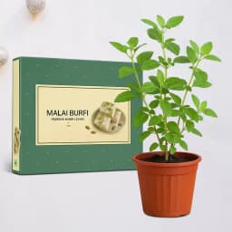 Malai Barfi with a Tulsi Plant 1