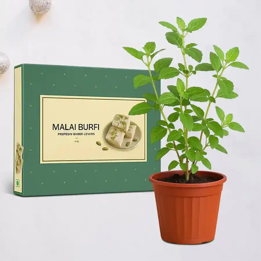 Malai Barfi with a Tulsi Plant
