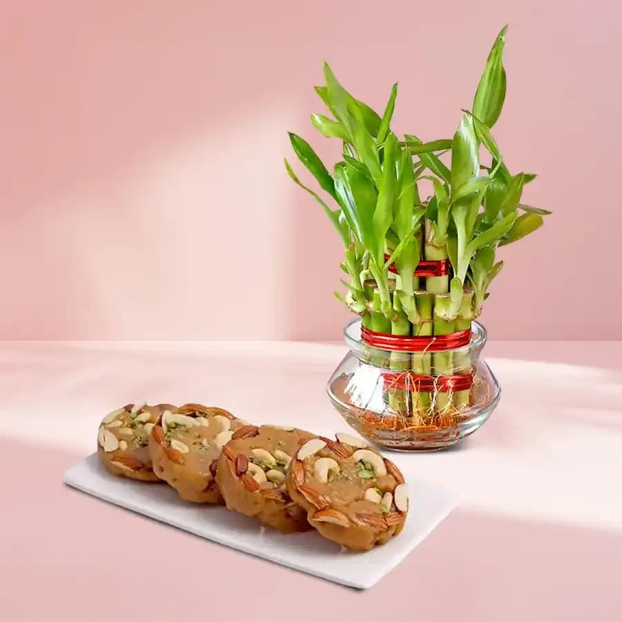 Bikanervala Halwa Sohan with 3 Tier Lucky Bamboo Plant