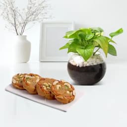 Bikanervala Halwa Sohan with a Money Plant in glass pot 1