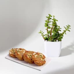 Bikanervala Halwa Sohan with a Jade Plant in plastic pot 1