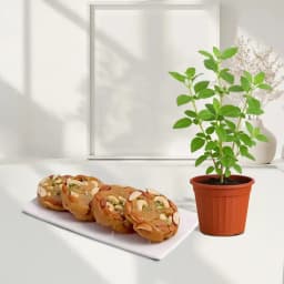 Bikanervala Halwa Sohan with a Tulsi Plant 1