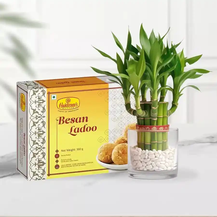 Besan Ladoo with 3 Tier Lucky Bamboo Plant