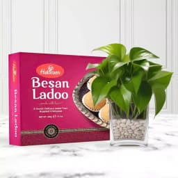Besan Ladoo with a Money Plant in Glass Pot 1