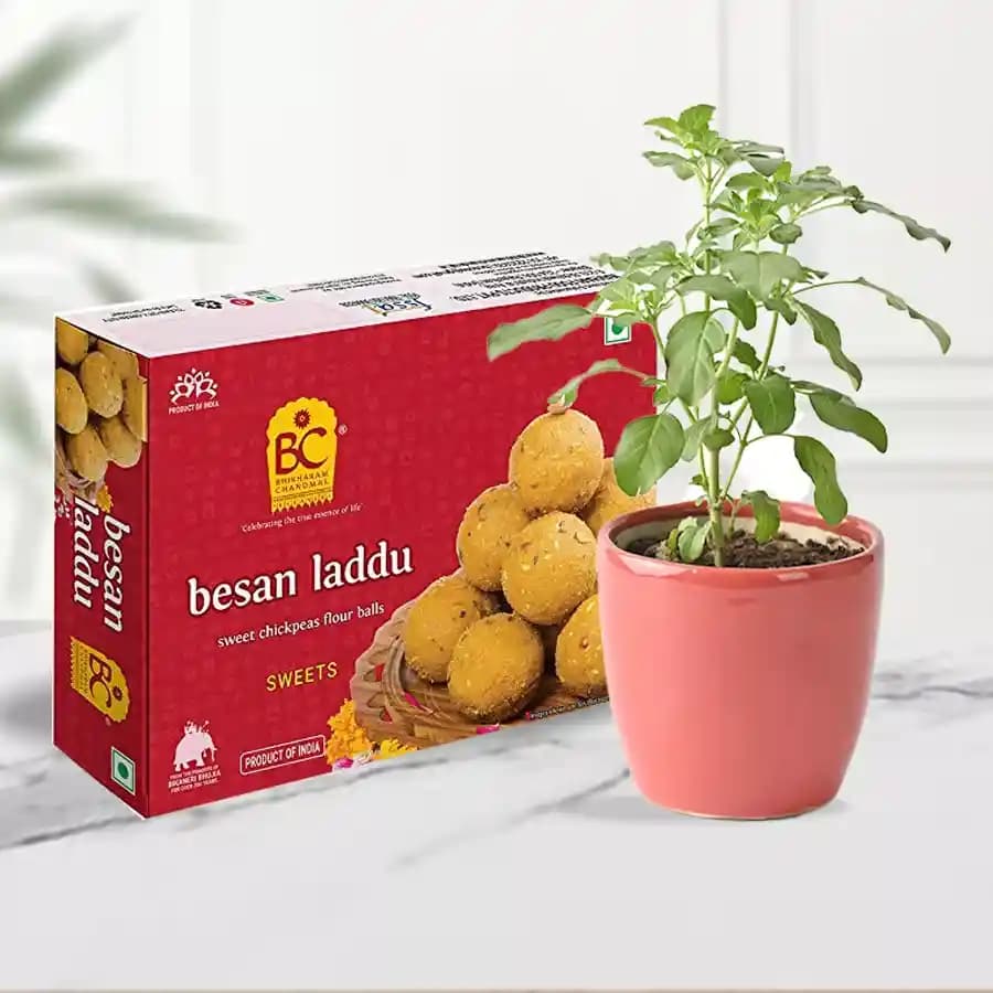 Besan Ladoo with a Tulsi Plant