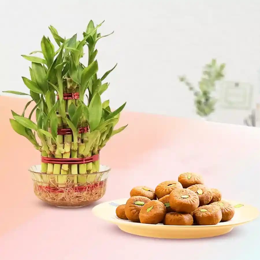 Mathura Peda with 3 Tier Lucky Bamboo Plant