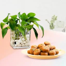 Mathura Peda with a Money Plant in glass pot 1