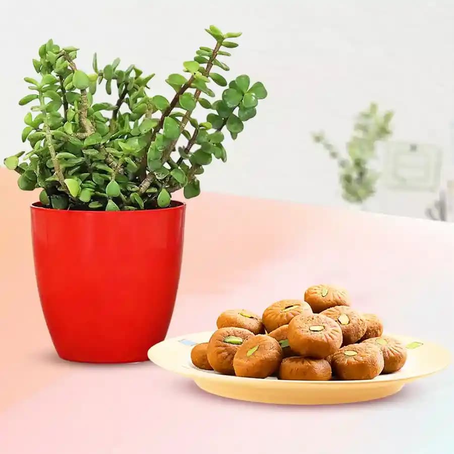 Mathura Peda with a Jade Plant in plastic pot