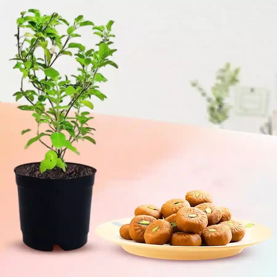 Mathura Peda with a Tulsi Plant
