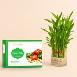 Karachi Halwa with 3 Tier Lucky Bamboo Plant 1
