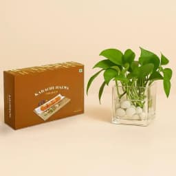 Karachi Halwa with Money Plant in glass pot 1