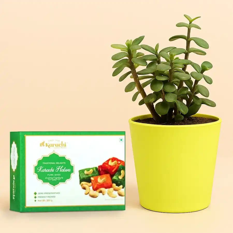 Karachi Halwa with Jade Plant in plastic pot