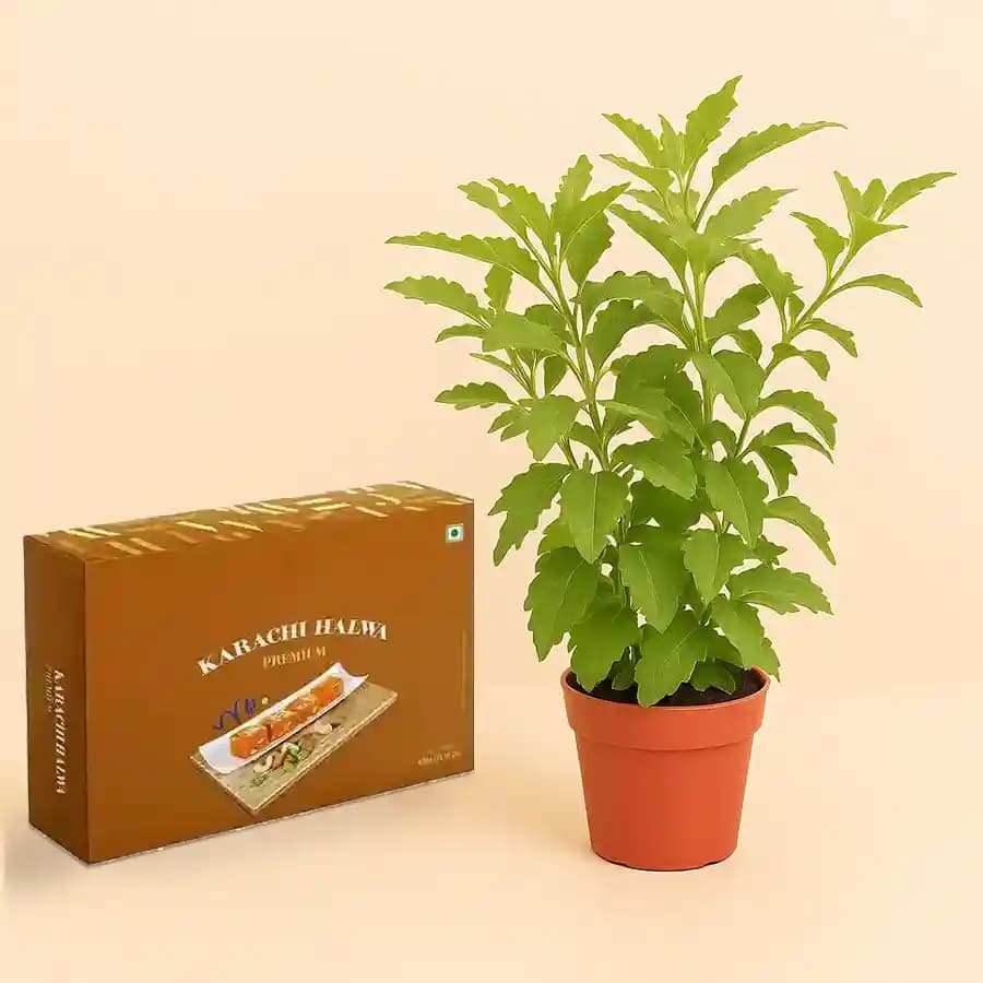 Karachi Halwa with Tulsi Plant