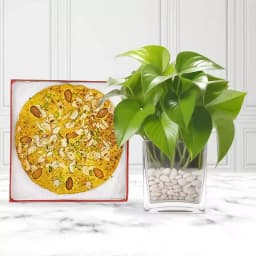 Nutty Gourmet Delight with Indoor Greenery 1