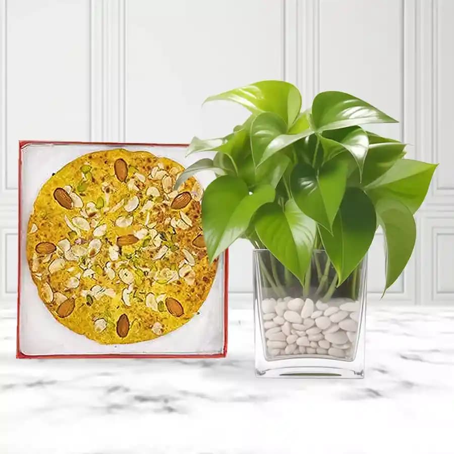 Nutty Gourmet Delight with Indoor Greenery