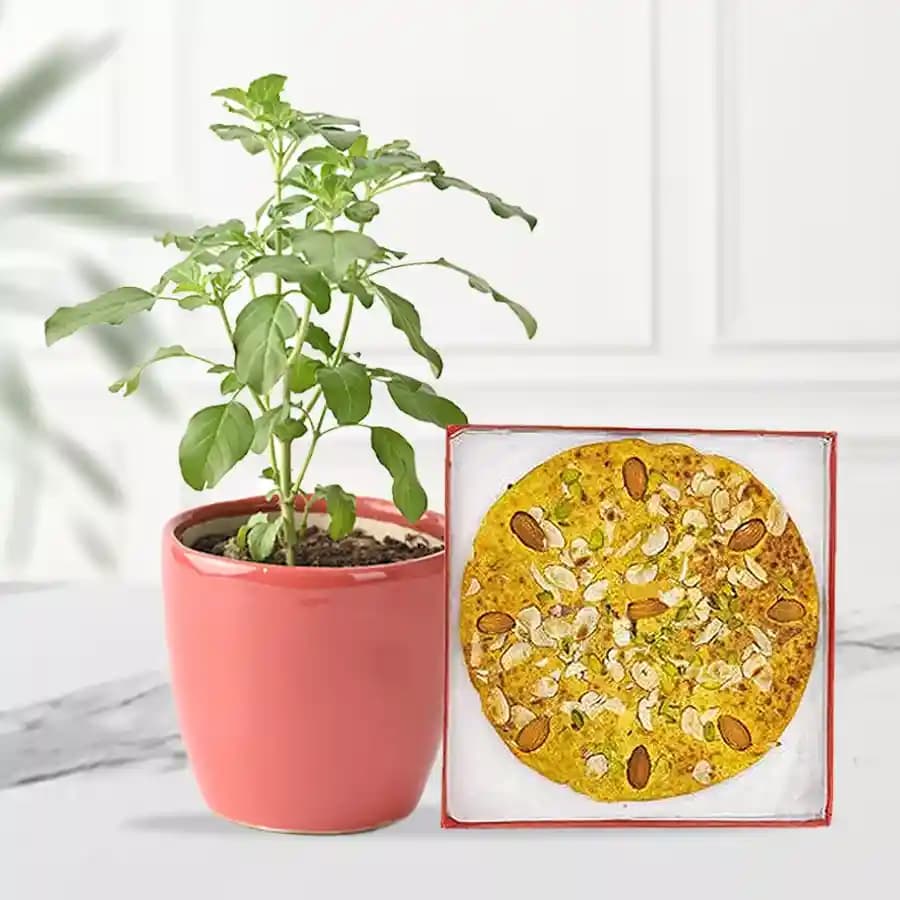 Badam Rotlo Bliss with Tulsi Charm