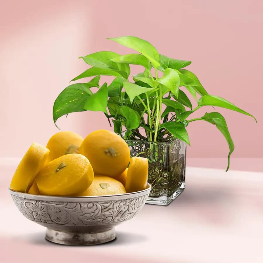 Indulgent Bliss: Peda & Fortune Plant