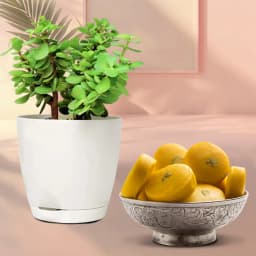 Saffron Delight Gift Set with Jade Plant 1