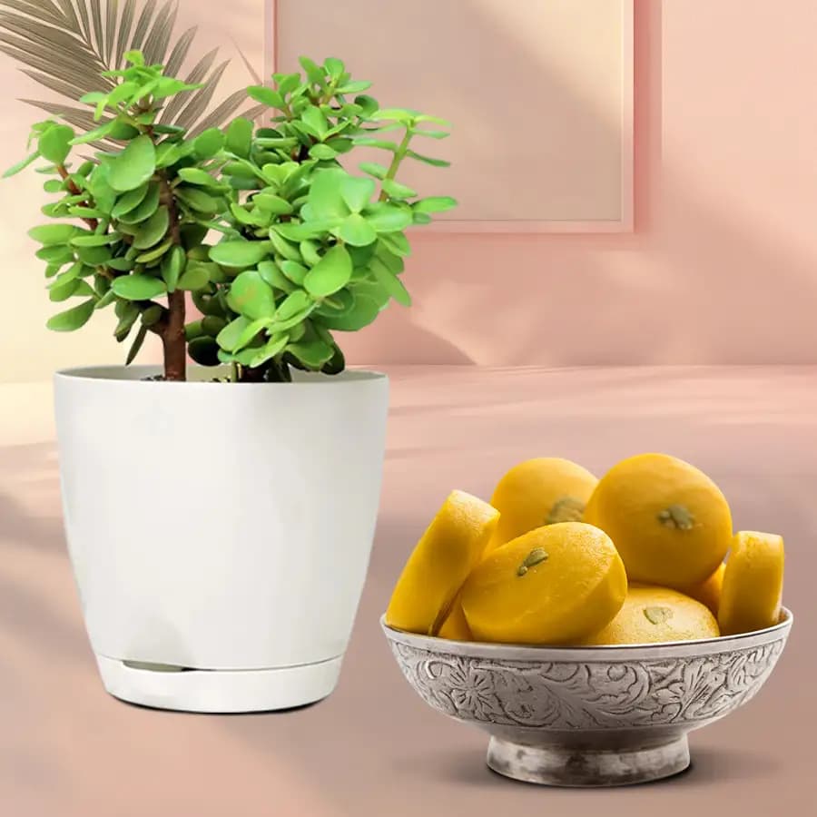 Saffron Delight Gift Set with Jade Plant