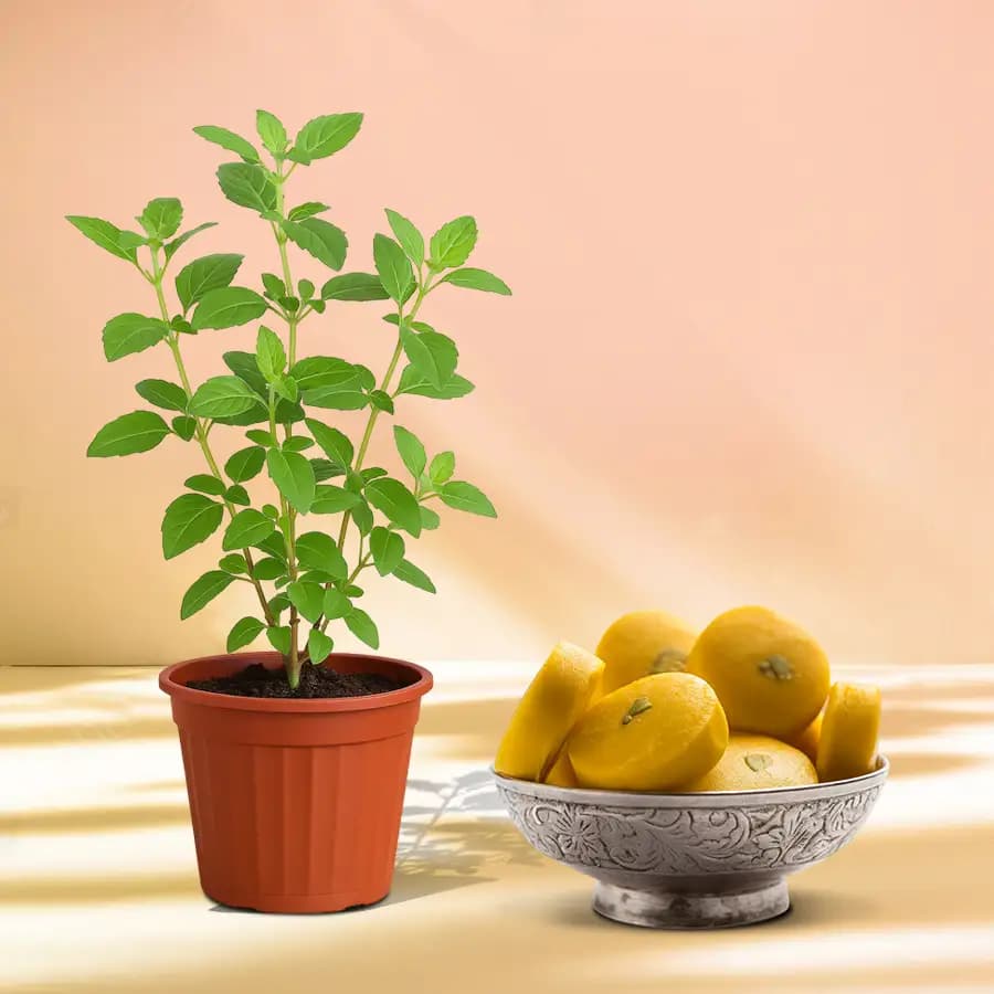 Divine Kesar Mewa Delight with Sacred Tulsi