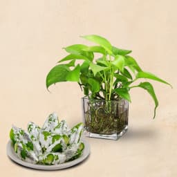 Gourmet Pista & Plant Delight 1